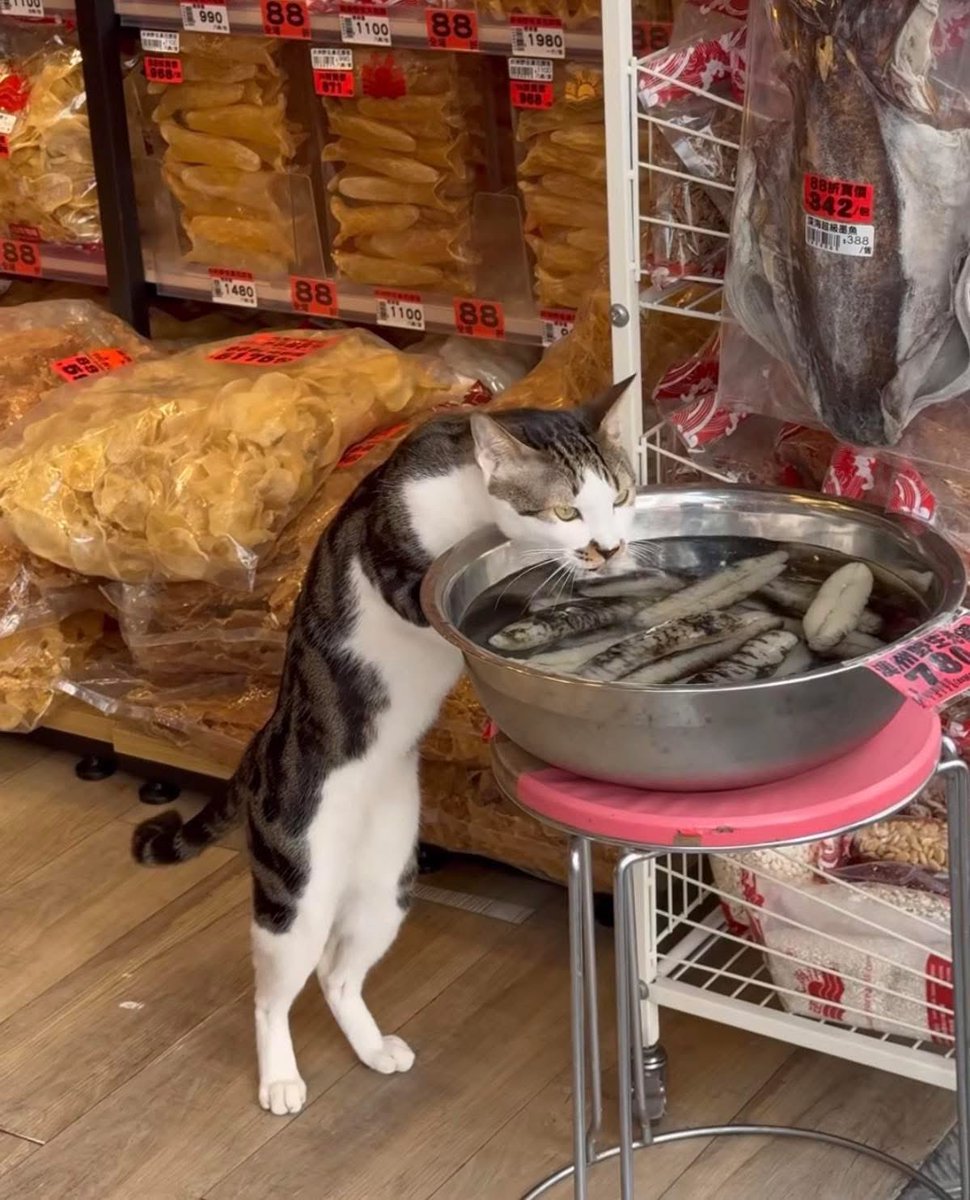 まるお2号🇯🇵(羊の皮を被った猫) tweet media