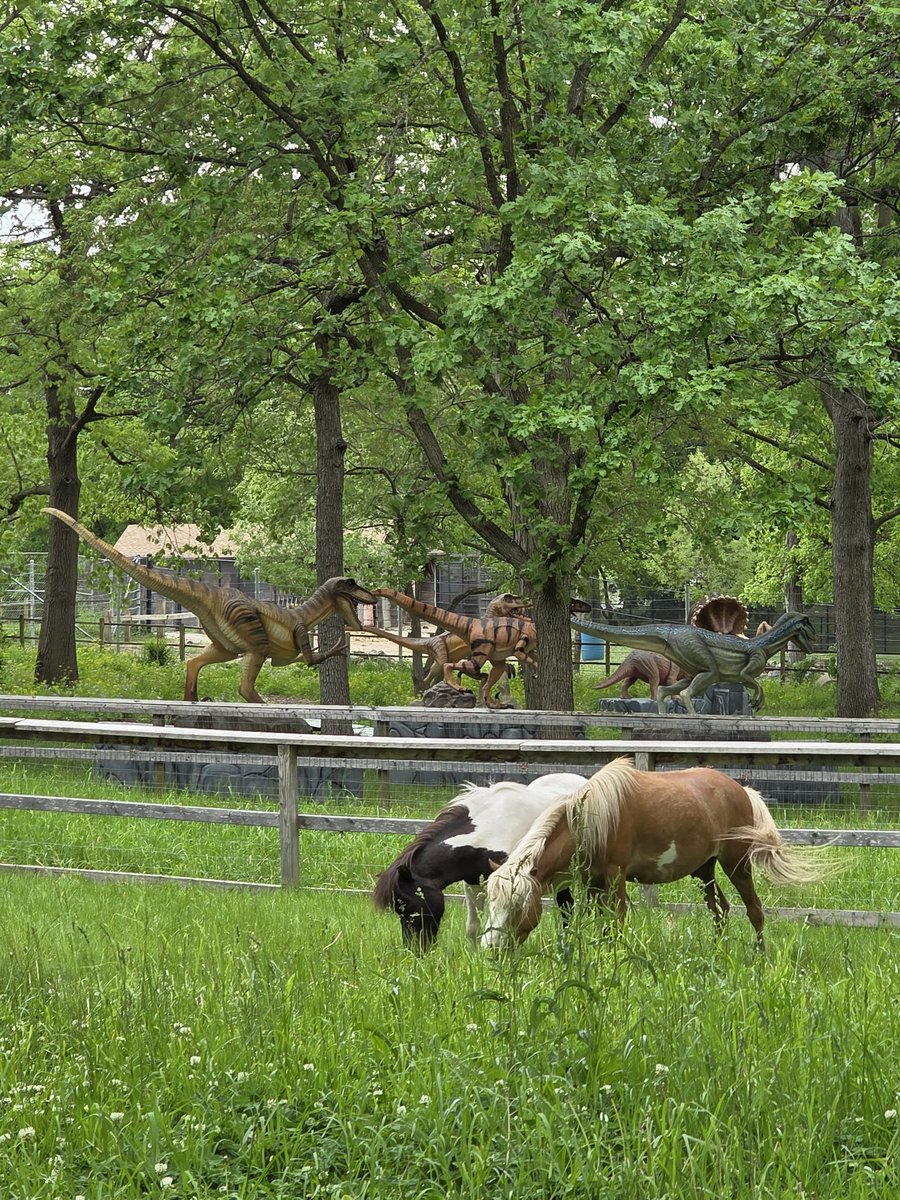 Personify_'s tweet photo. They're baaaaaack! It's been a long cold winter but our favorite farm animals are back in #LordsPark ready for the opening of Tefft Farm on Saturday 30 May! And this year they're joined by some very special friends ... look carefully and you may see them in the background! https://t.co/lKHr1Co8MR
