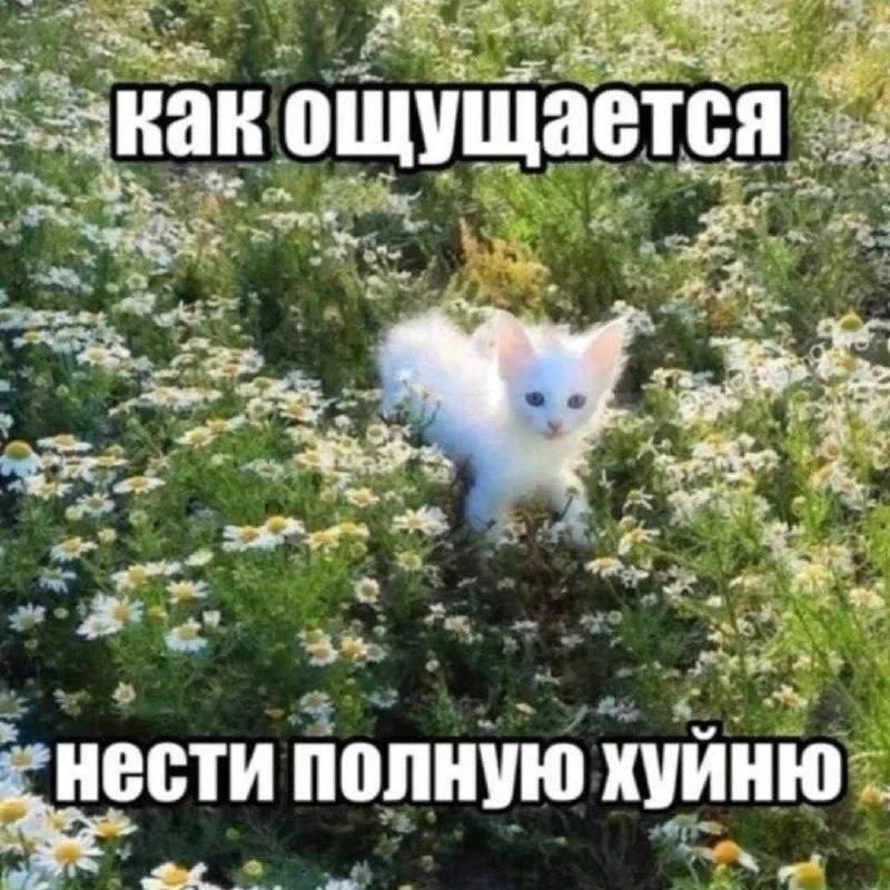 meows 🃏 tweet media