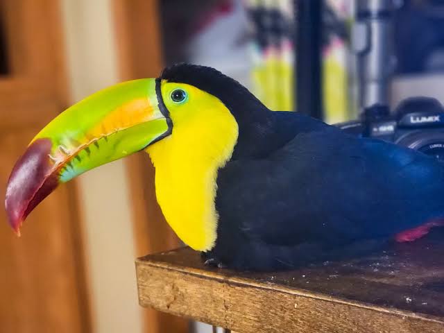 Crimson_Toucan's tweet photo. @CircusBlades You tube: https://t.co/TQPnJhWuYf