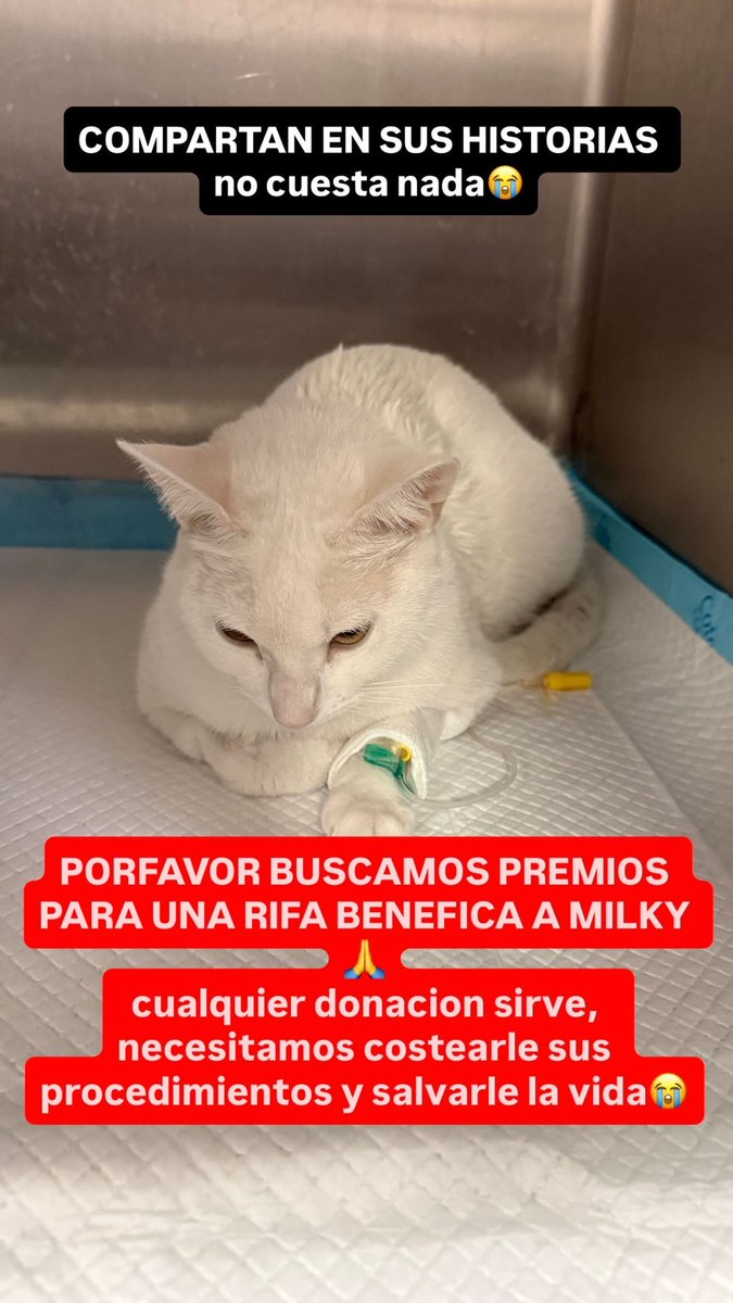 hachiiqt's tweet photo. RT PORFAVOR, ayúdenme a salvar a mi Milky😭🤍 https://t.co/AbmWIngMh8
