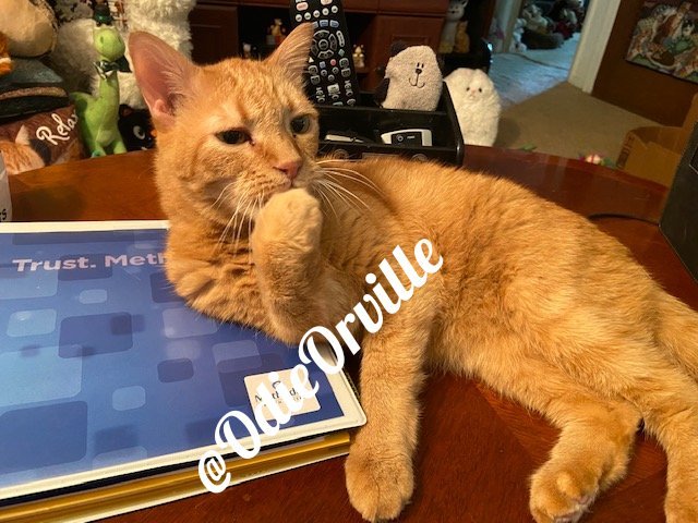 THE Odie Bob Orville 😺 tweet media
