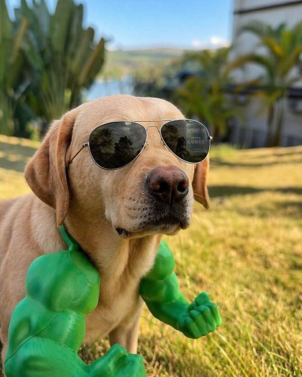 The Crypto Dog Meme Official tweet media