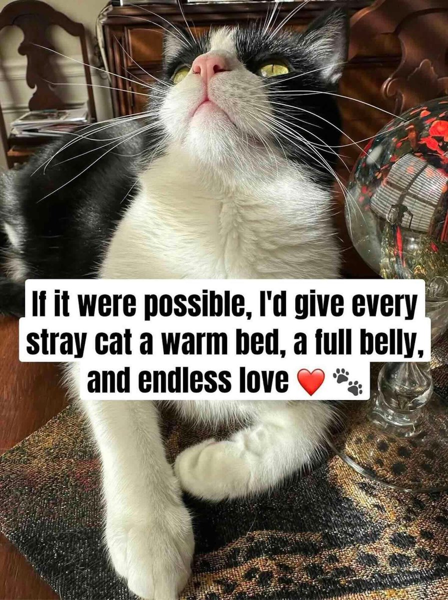 Cats and Kittens tweet media