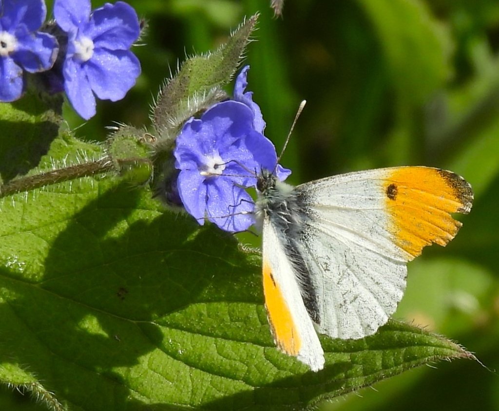 Apaturailia15's tweet photo. A male Orange-tip on Hutchinson's Bank NR in Surrey last Sunday @BC_Surrey A little weathered by now but still eye-catching in flight @savebutterflies @WildlifeTrusts @SaveLeaMarshes @KissimmeeWild @Britnatureguide https://t.co/riqLvkANyx