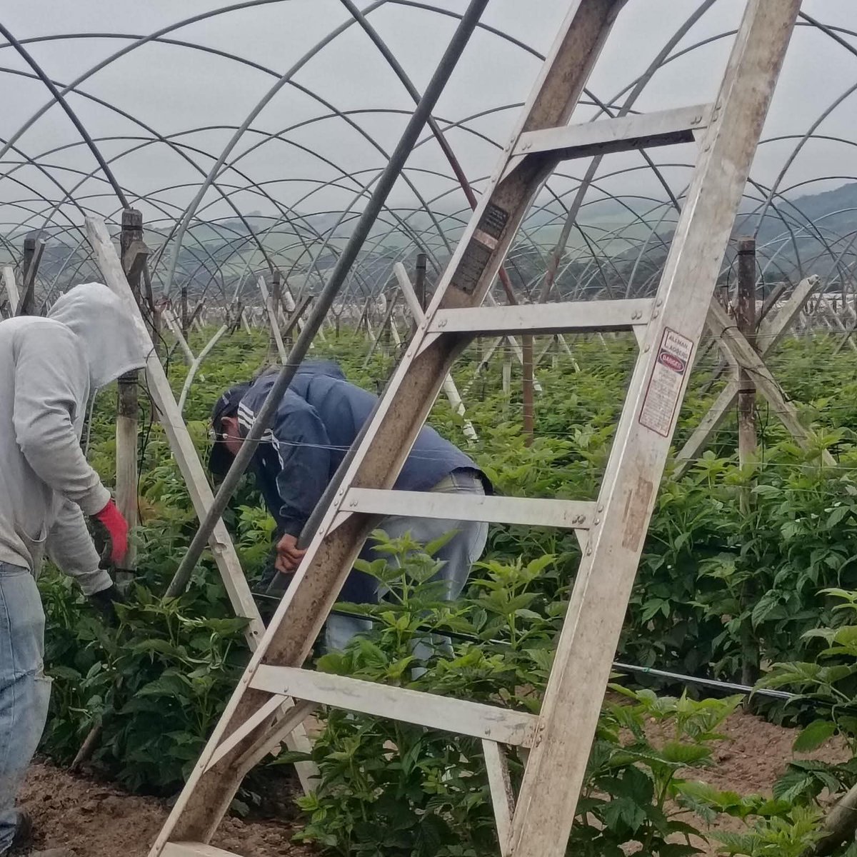 United Farm Workers tweet media