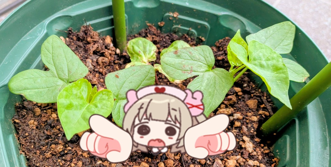 野良さぶれ tweet media
