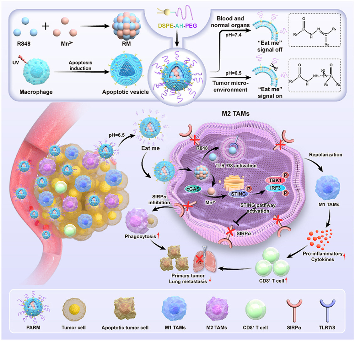 ActaPharmSinB's tweet photo. Article✍️Engineered #apoptotic #vesicle #mimetics with tunable “eat-me” signaling precisely regulate #tumor-#associated #macrophages for potentiating #cancer #immunotherapy. From Dr. Zhao @umacau_ ; @Sciencedirect; @ElsevierConnect; @UM_1981;
https://t.co/Astu8T2XKK. https://t.co/1X4MSsjYNO