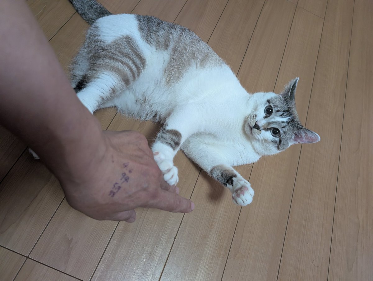 犬の世話人 tweet media