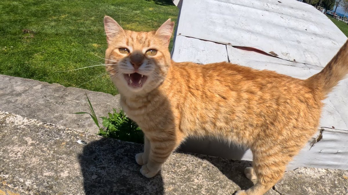 ごる猫 Σ(っ=ΦωΦ)っ tweet media