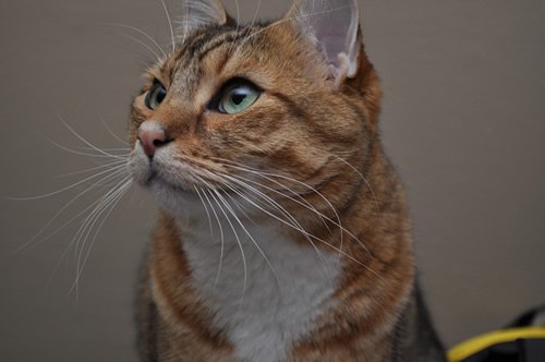 ごる猫 Σ(っ=ΦωΦ)っ tweet media