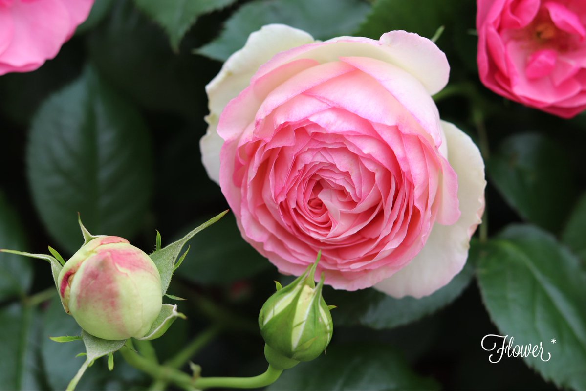 Flower* tweet media
