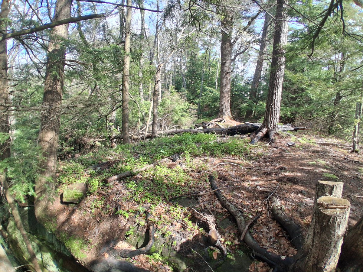 ErieGreenDeep's tweet photo. If you saved a forest from a wildfire, how often would you visit those woods? And how would you feel when you saw areas of ground that were once smoldering embers that are now full of green growing things. &amp; mosses. &amp; mushrooms. Yes, I did break down a lil when I saw the mushies. https://t.co/H4NMgjJgyp