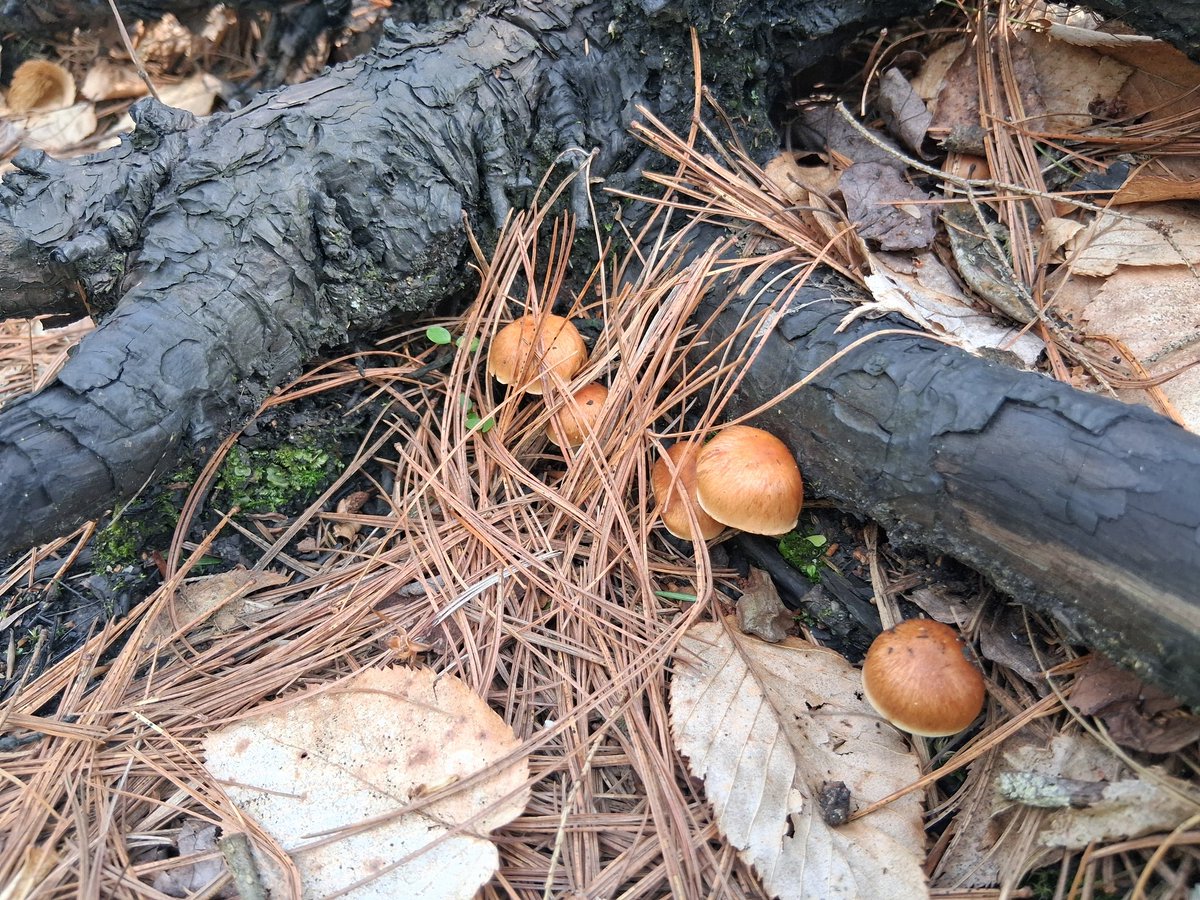 ErieGreenDeep's tweet photo. If you saved a forest from a wildfire, how often would you visit those woods? And how would you feel when you saw areas of ground that were once smoldering embers that are now full of green growing things. &amp; mosses. &amp; mushrooms. Yes, I did break down a lil when I saw the mushies. https://t.co/H4NMgjJgyp