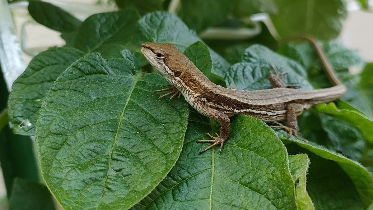 カナヘビ
