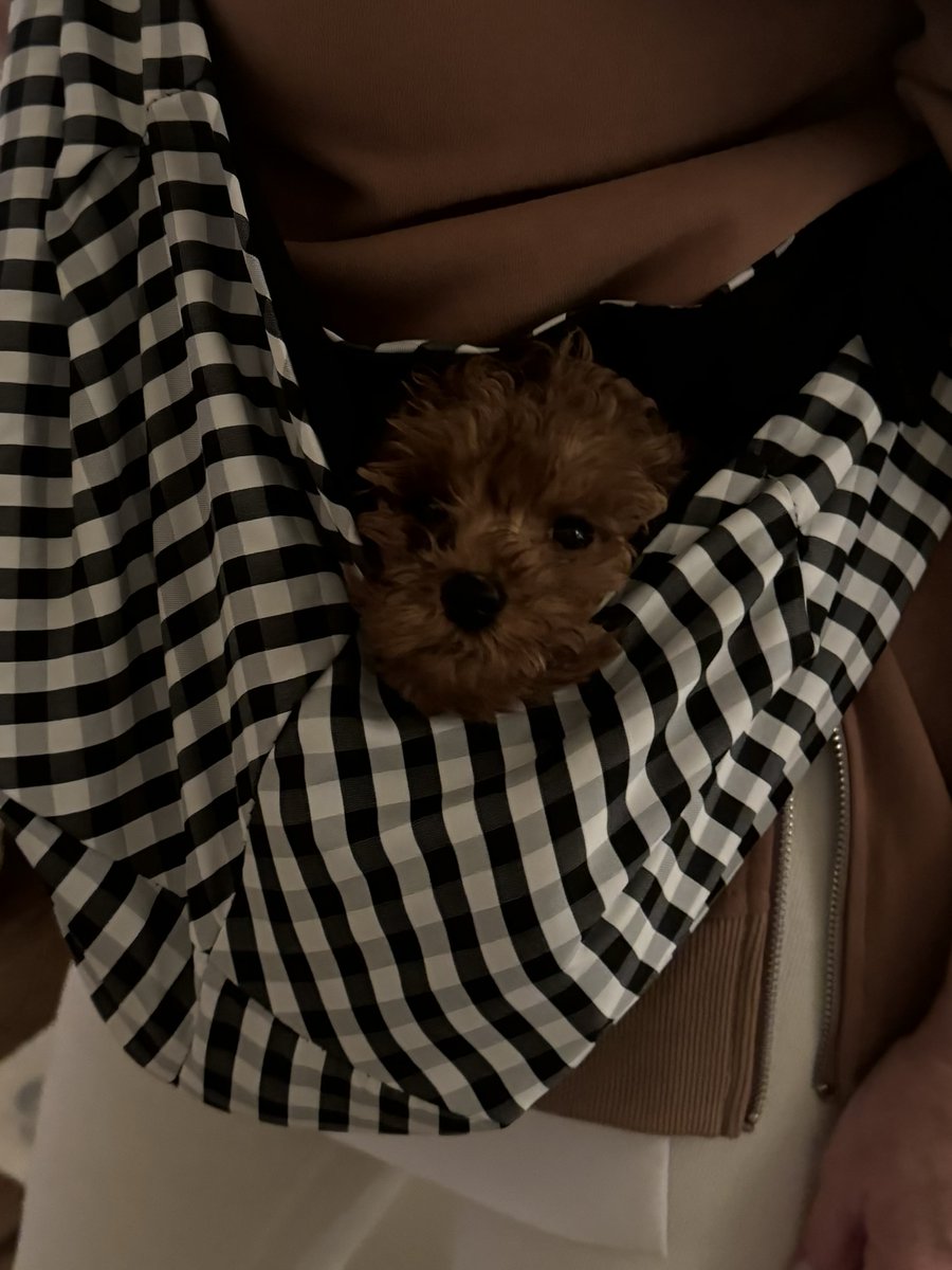 RossValory's tweet photo. Gemma. The perfect accessory for any outfit. Get yours today.

#foreverpup https://t.co/8a2OtqvSxJ