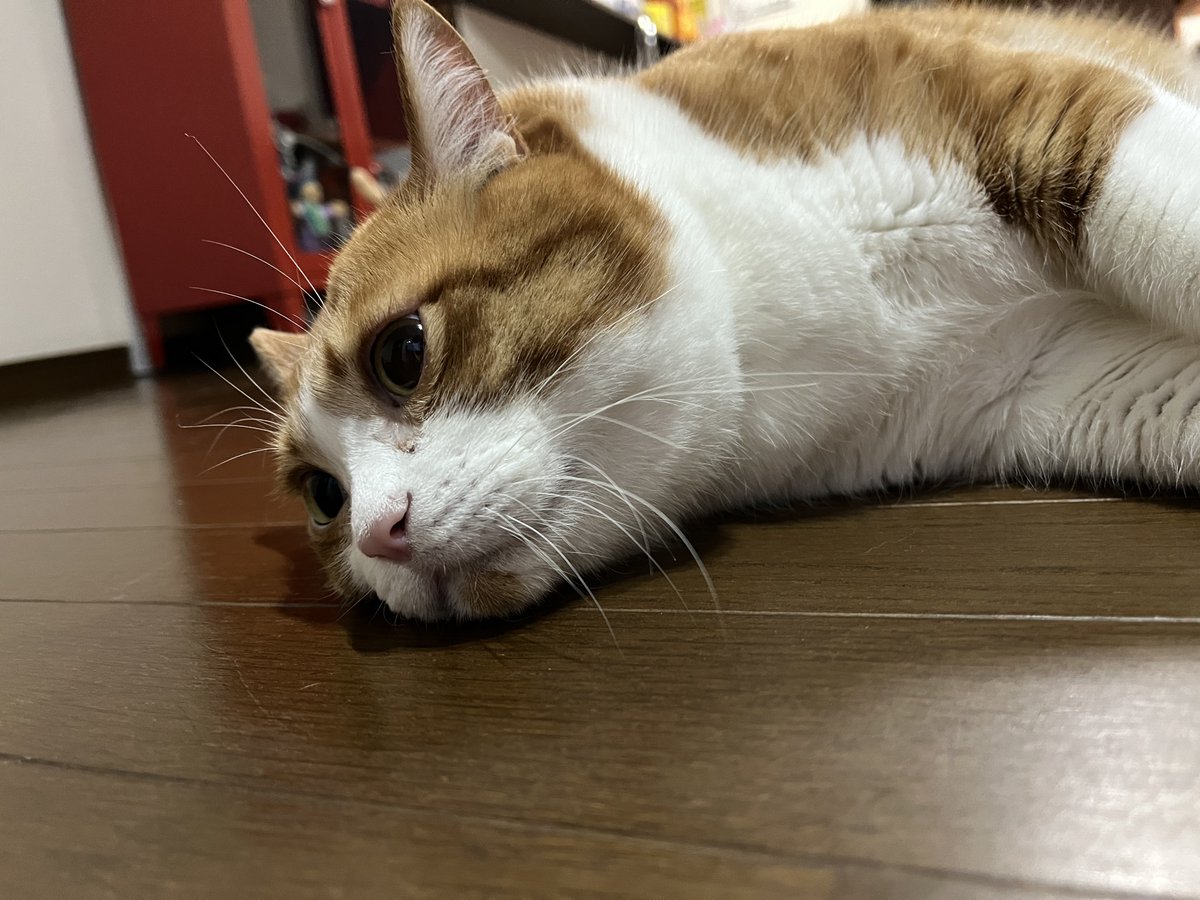ねこたろう ねこ #猫 #cat #cats_of_instagram #neko