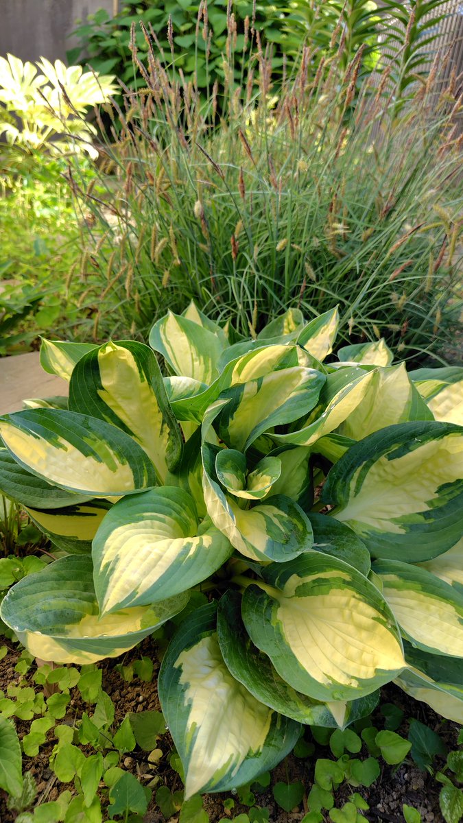 植物肉うめえええマンGOLD tweet media