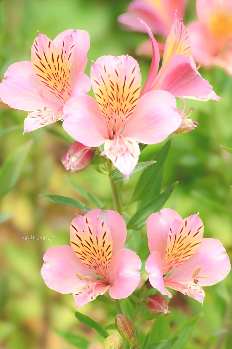nagiseasunsun's tweet photo. #TLを花でいっぱいにしよう
#ファインダー越しの私の世界

おはようございます ⋆✿⋆ ˚｡⋆୨୧˚ https://t.co/oF7bxicryd