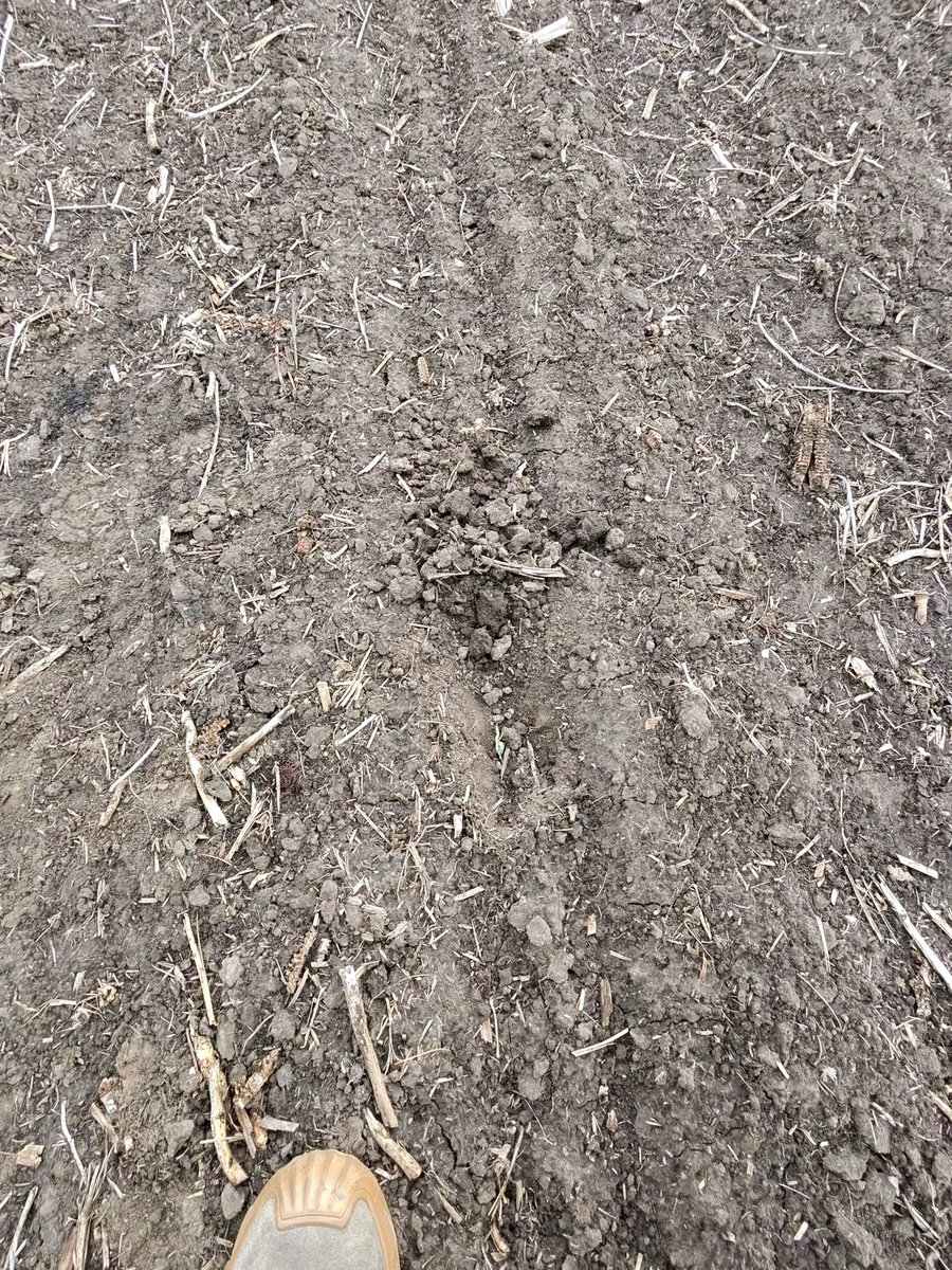 MillerHybridsUS's tweet photo. 🌱 Exciting Crop Update from Northern Illinois!
Big shoutout to our customer Landon Larkin, a local farmer near Mendota and land agent with Peoples Company!
Landon has his M09-63D in the ground and it’s taking off fast this season! Strong emergence &amp; vigorous growth! https://t.co/hfJ876oZsC