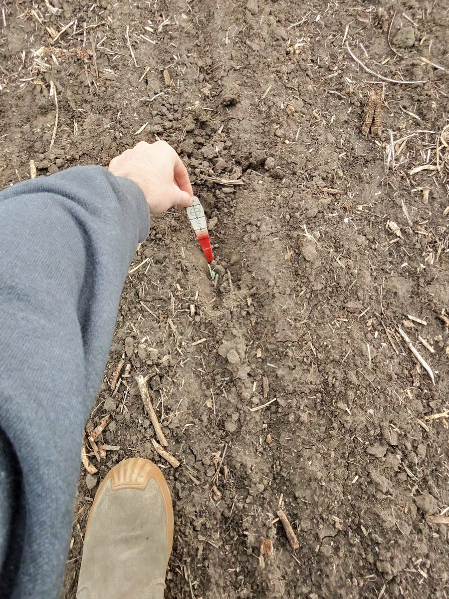 MillerHybridsUS's tweet photo. 🌱 Exciting Crop Update from Northern Illinois!
Big shoutout to our customer Landon Larkin, a local farmer near Mendota and land agent with Peoples Company!
Landon has his M09-63D in the ground and it’s taking off fast this season! Strong emergence &amp; vigorous growth! https://t.co/hfJ876oZsC