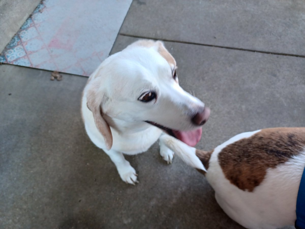 BBrusch2's tweet photo. When it's 95 degrees 🔥 in mid-May (not normal for the area), it's definitely #TongueOutTuesday #Beagles #BeaglesofTwitter #dogsoftwitter https://t.co/CXSPXLAjj3