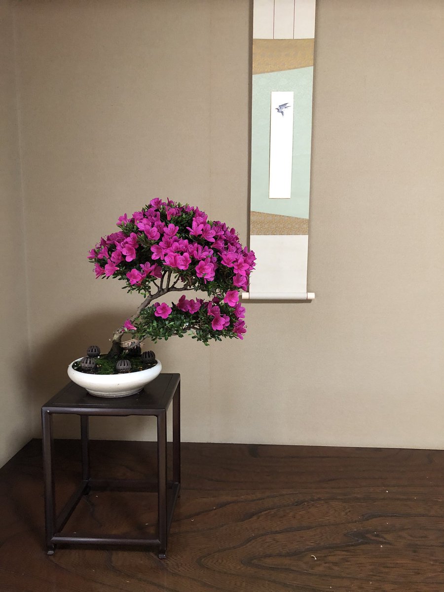 UUMUUC's tweet photo. おはようございます。
今日からの雨の前に鉢を移動しました。

満開。 https://t.co/WlkaWgbI4j