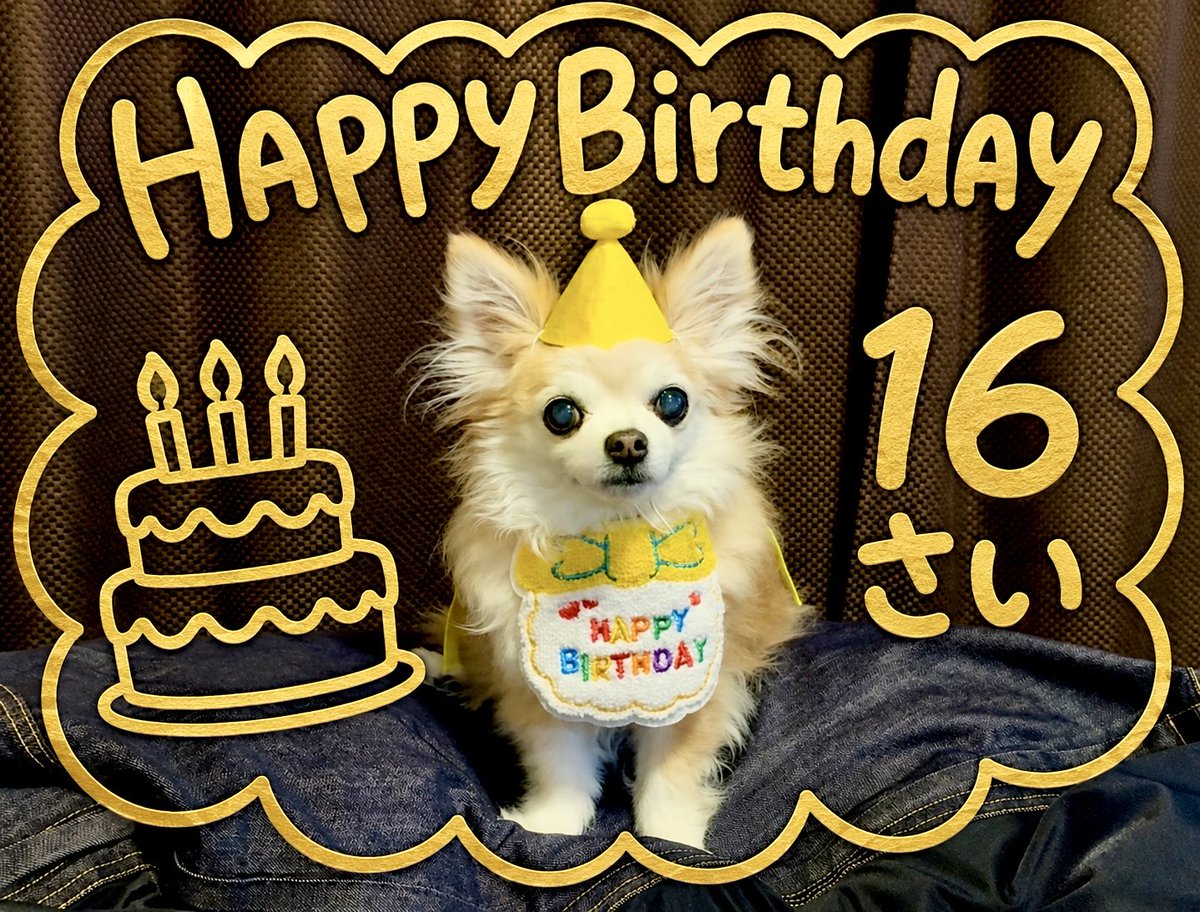 WPZCHoNp8G0NGdW's tweet photo. おはよーーう☀️

今日はメイちゃんの誕生日😆✨

メイちゃんの心臓の悪いやつを
マーチがお空に持ってってくれたおかげで…
この日を迎えられました😢
本当信じられない😢

ちょっとマヌケだけど
頑張り屋さんで食いしん坊な
メイちゃんがだーいすき🥰❣️

今日はケーキ食べようね🎂💓

#誕生日 #チワワ https://t.co/k0k4RE5mEE