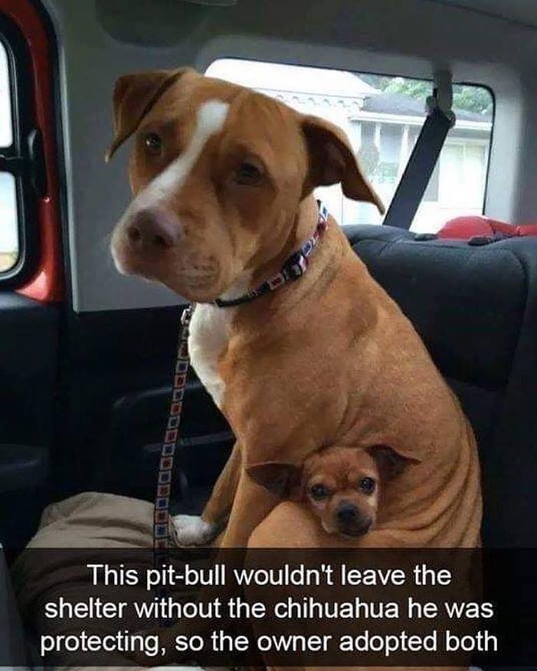 Dog Lovers tweet media