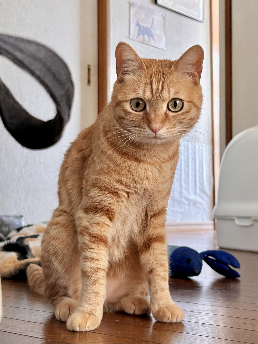 おはようねこちゃん 最近21時10分に寝落ちしてしまう おつかれです！