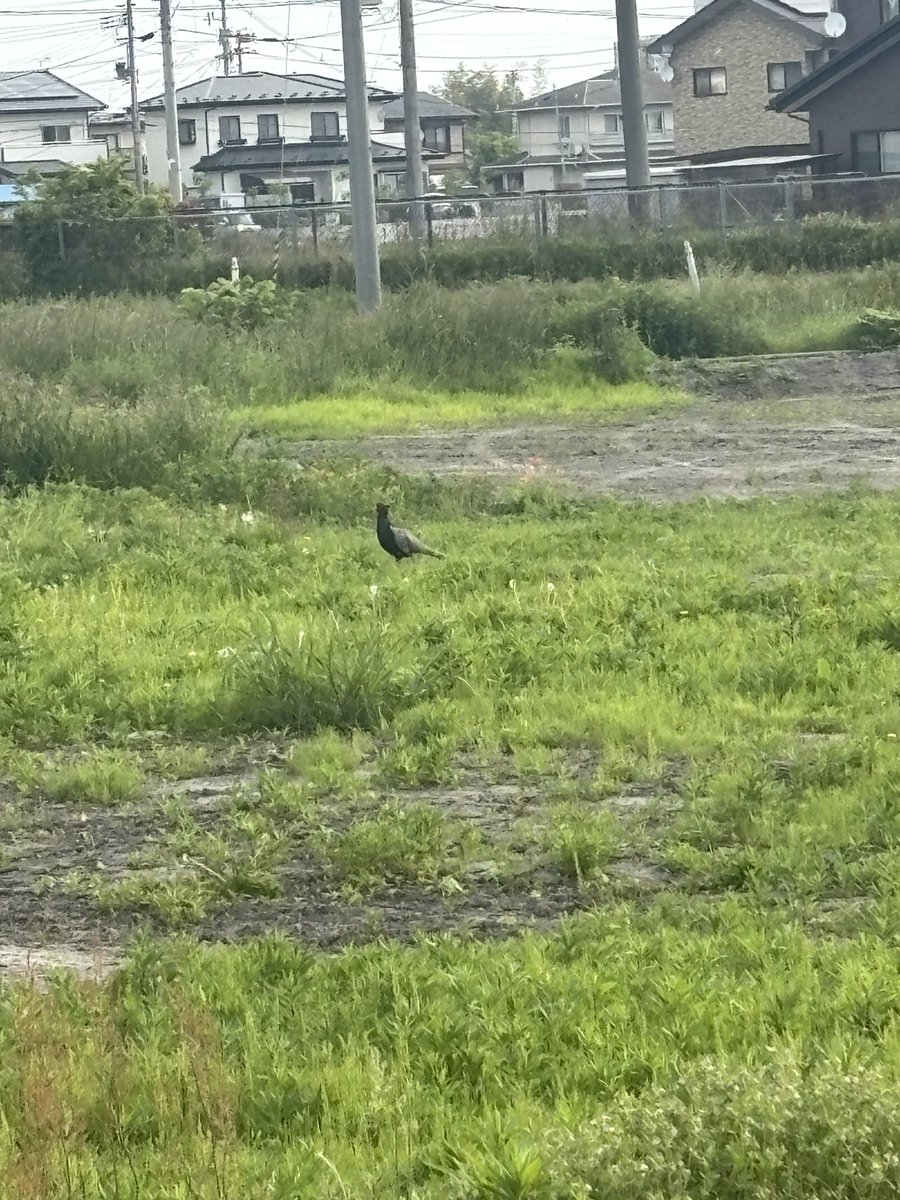 おや tweet media