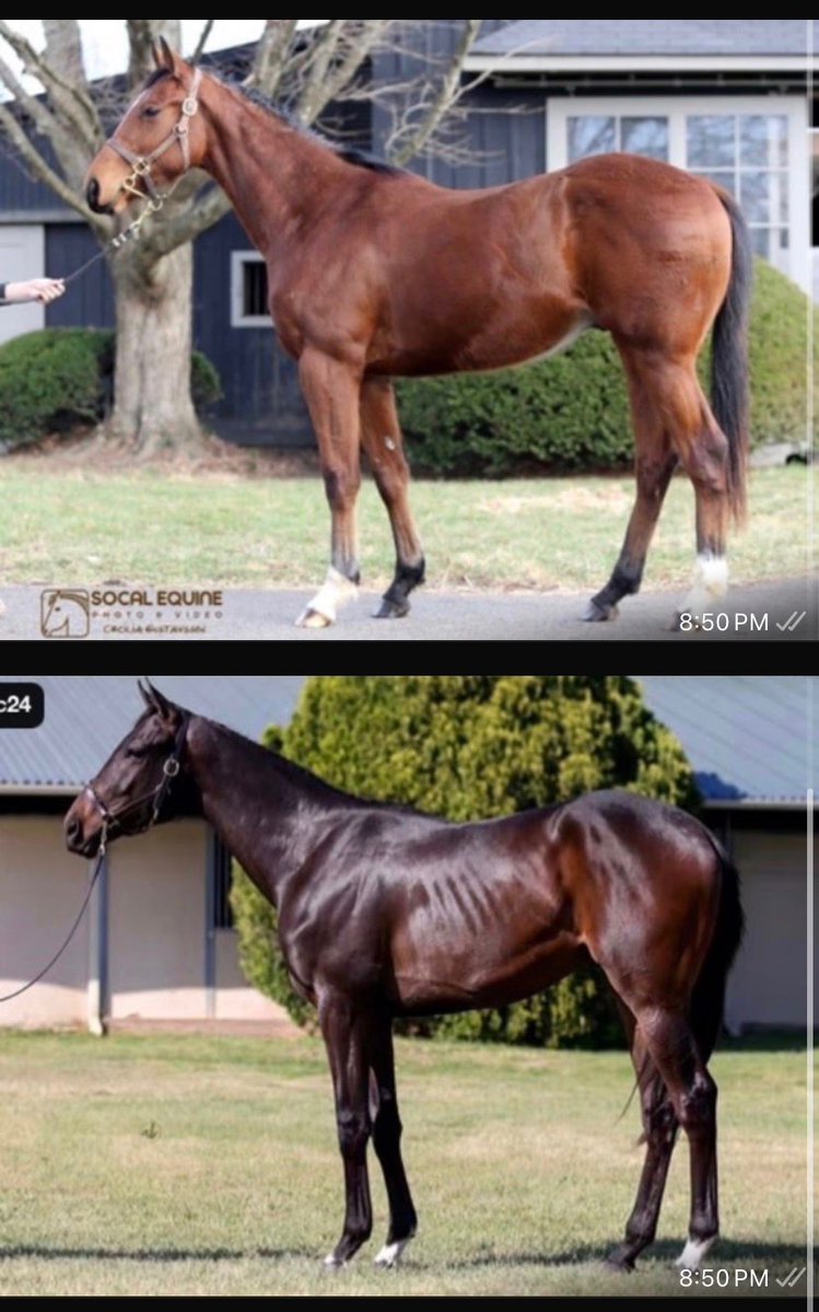 Save Horse Racing tweet media