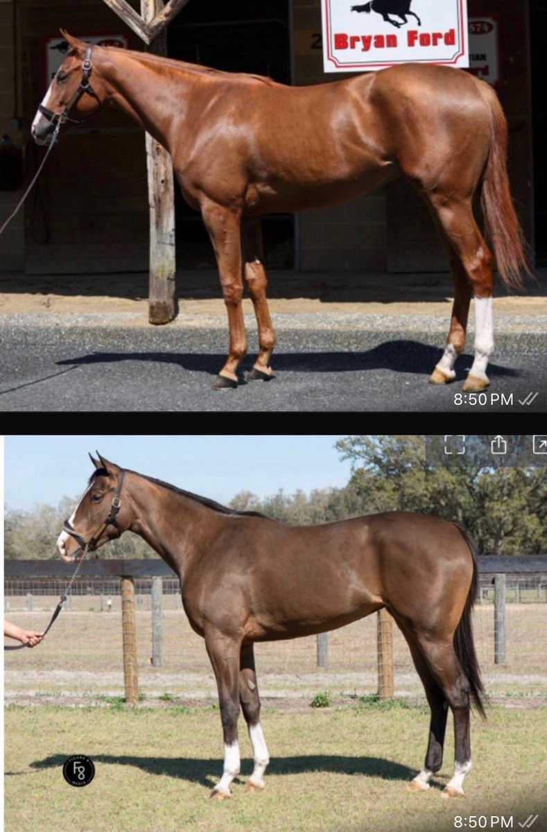 Save Horse Racing tweet media