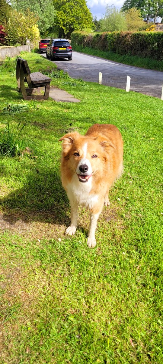 jacquihill18's tweet photo. A few of my boy over the last few weeks 😍 #welshsheepdog #happydog #collie https://t.co/iVJxORLXvu