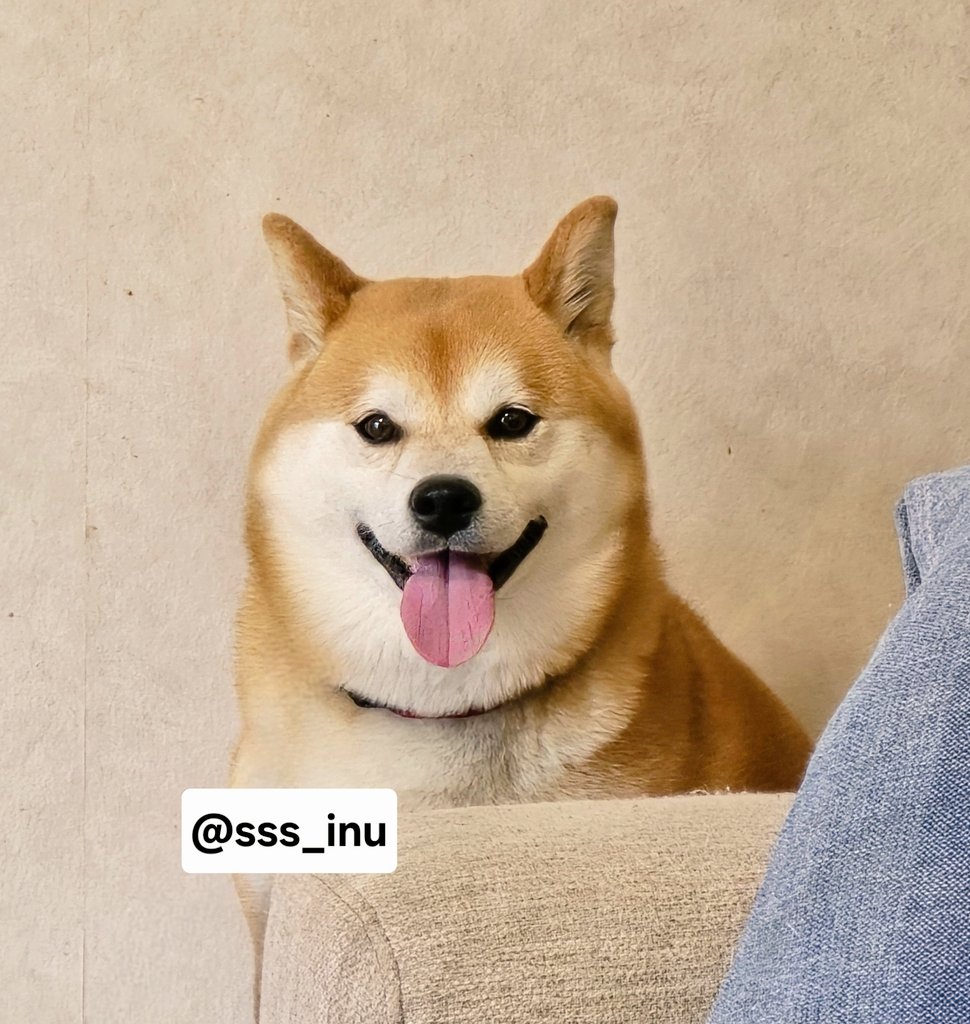 犬 tweet media