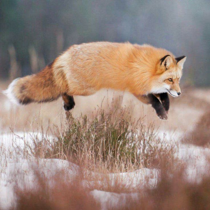 🍁 𝓣𝓱𝓮 𝓕𝓸𝔁 𝓛𝓲𝓯𝓮 🌾🦊 tweet media