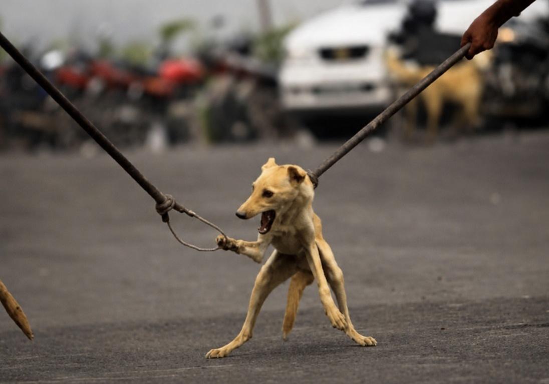 yadavnarender85's tweet photo. 🇮🇳 Municipality picks up 50 dogs. No shelter exists. Dogs are dumped in a slum 30km away. That slum's children now face unvaccinated, terrified animals. This is what "removal" looks like. @PMOIndia @moefcc @AwbiBallabhgarh @ashwanikumar87 @PIB_India #IndiaForAnimals #ABCRules https://t.co/bH9l7Gx41m