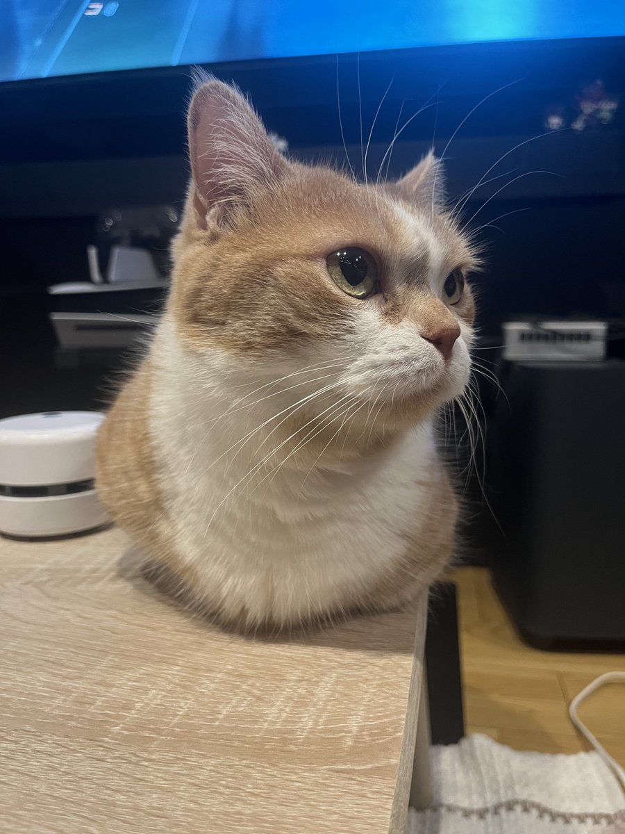 猫好き太郎 ないない #猫 #猫好き #猫のいる生活