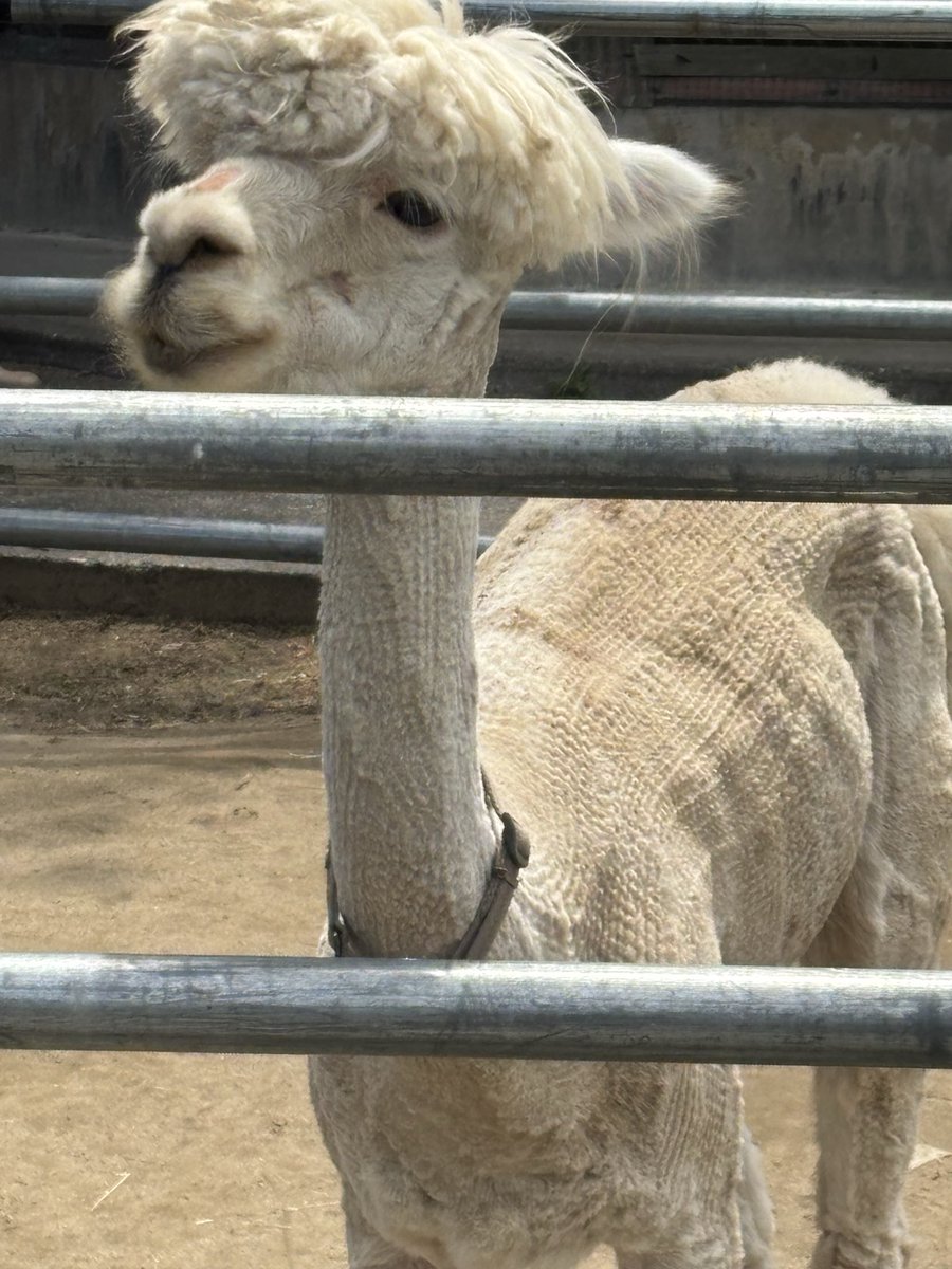 THfK0xbuK4MPOsK's tweet photo. 現場近くの動物園🐒🦙𓅫⸒⸒ https://t.co/SCVi7v30Gv