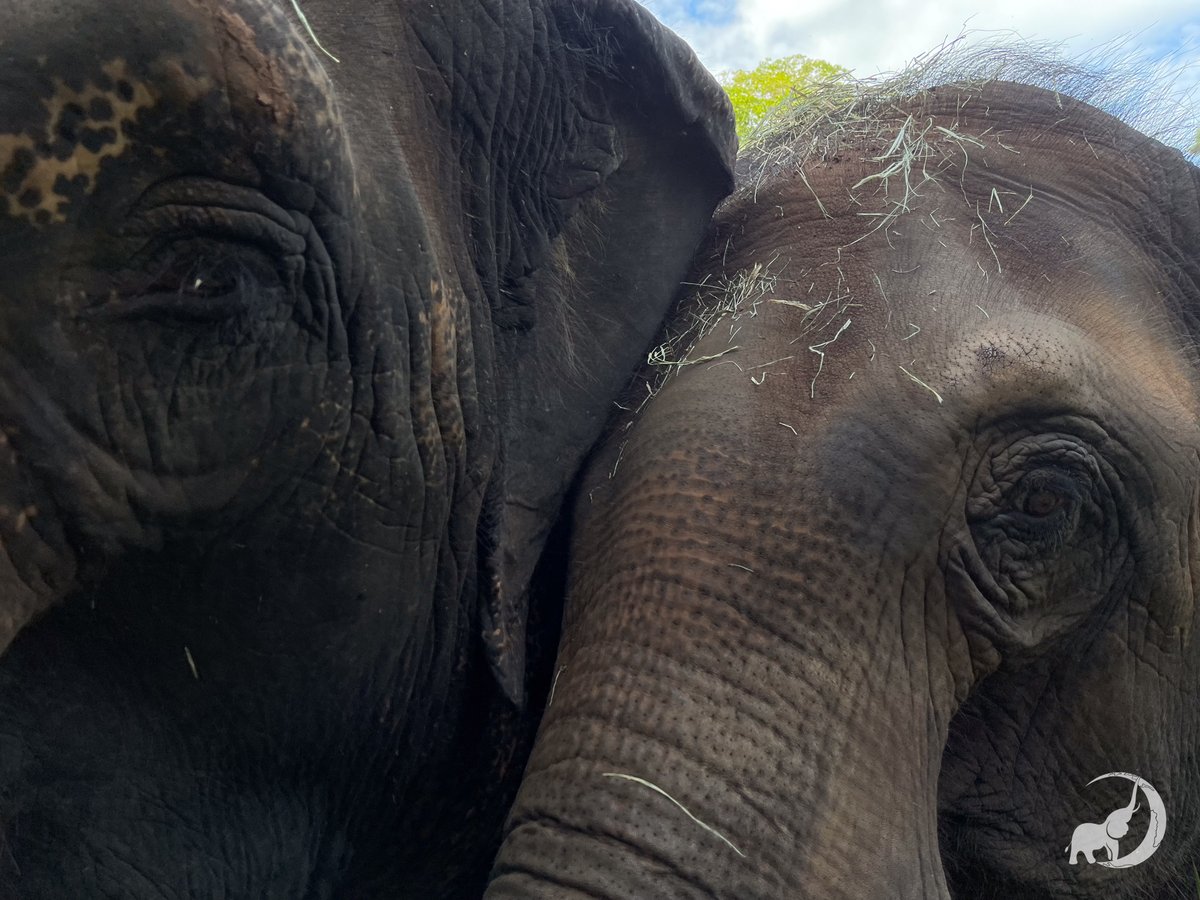 Global Sanctuary for Elephants tweet media