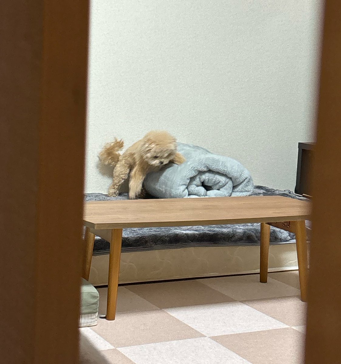 ふわパパ🧸 tweet media