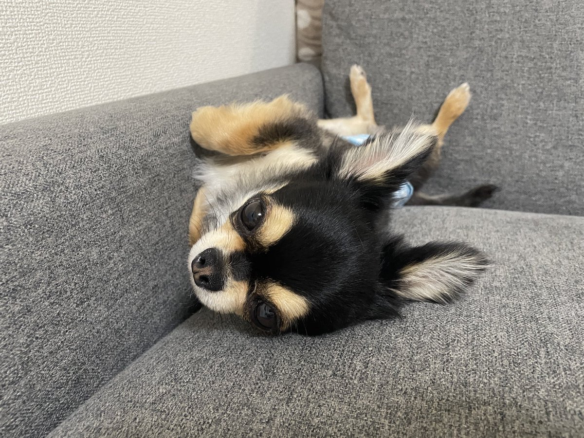 へそ天でしゅ🐶 #チワワのミロくん
