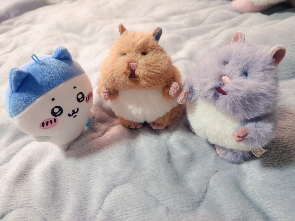 ぬい撮り