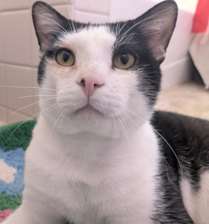 sfspca's tweet photo. Meet Denny! This sweet tuxedo boy may be shy at first, but once he feels safe, his gentle and loving personality shines through. Denny has blossomed in foster care and is ready for a patient home that will let him bloom at his own pace. #AdoptDontShop 🐾 https://t.co/ZxiNao3AYl