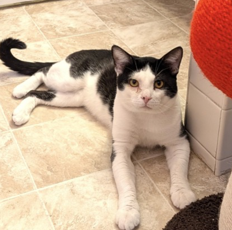 sfspca's tweet photo. Meet Denny! This sweet tuxedo boy may be shy at first, but once he feels safe, his gentle and loving personality shines through. Denny has blossomed in foster care and is ready for a patient home that will let him bloom at his own pace. #AdoptDontShop 🐾 https://t.co/ZxiNao3AYl