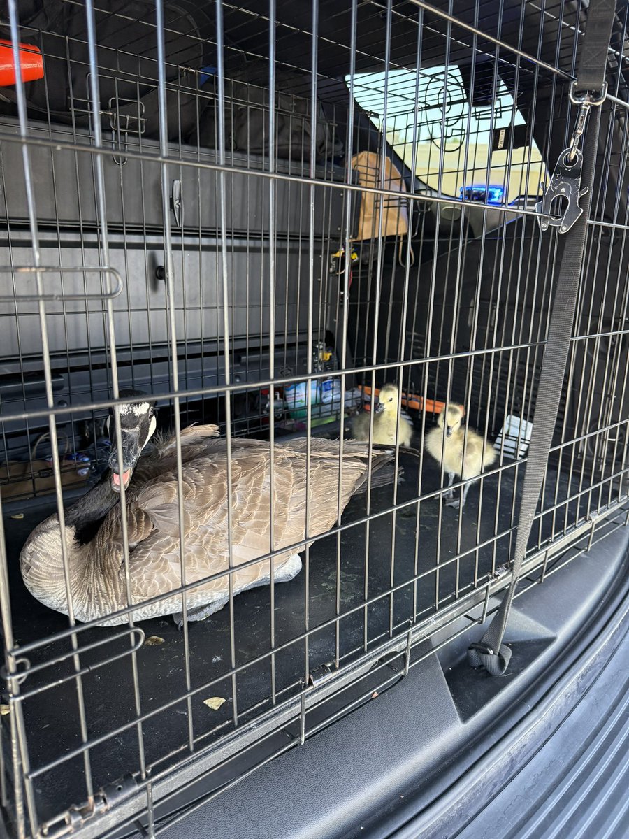 Nevada State Police tweet media
