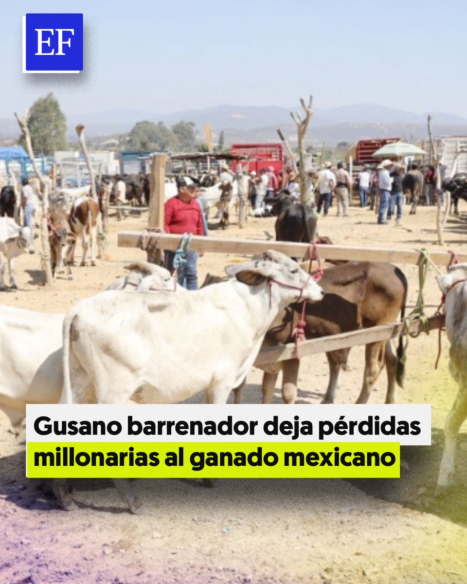 El Financiero tweet media