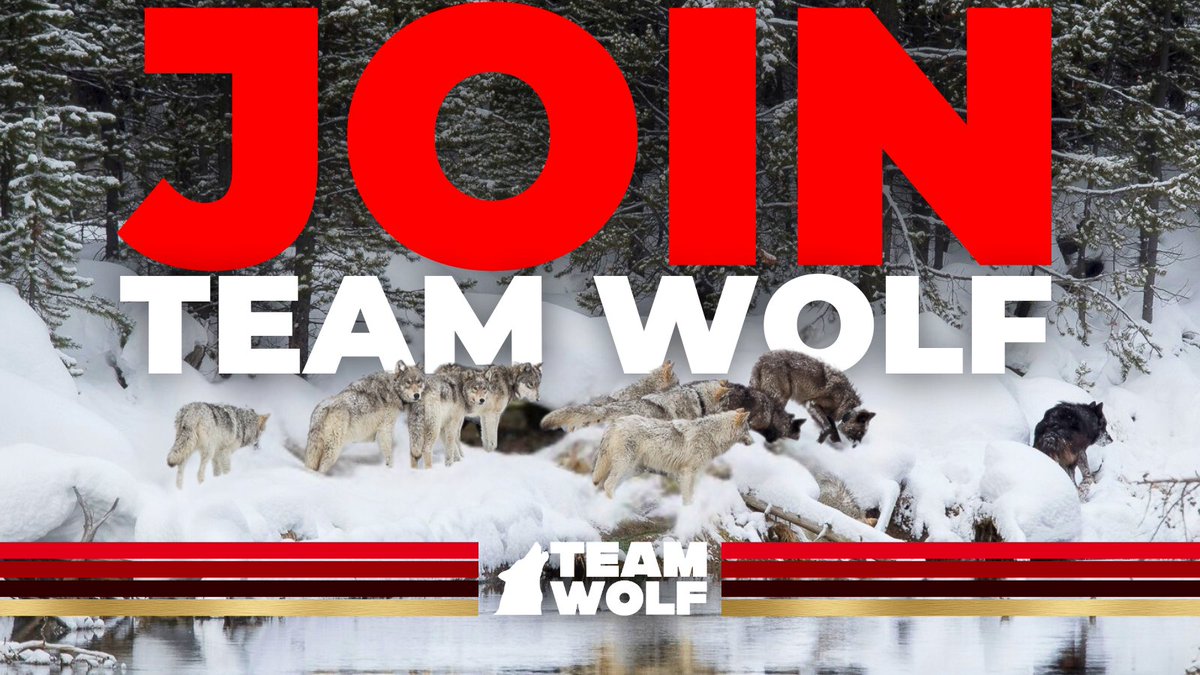 Team Wolf tweet media