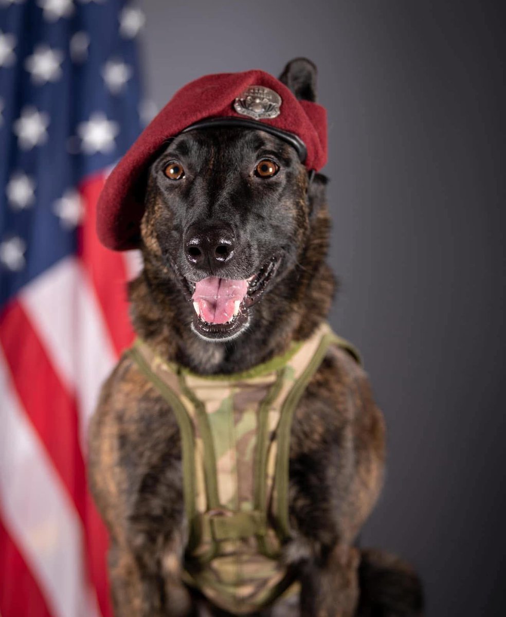 Malinois Gal tweet media