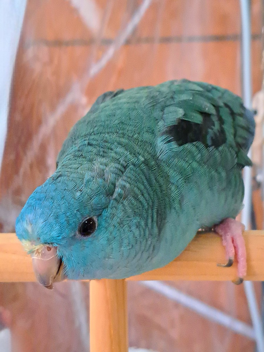linnie_IZUMO's tweet photo. おはピヨ🐦ペコリ

#サザナミインコ #parakeet #インコ #出雲 #鳥 #Lineolatedparakeet #사자나미 https://t.co/1TAEuY7n0o
